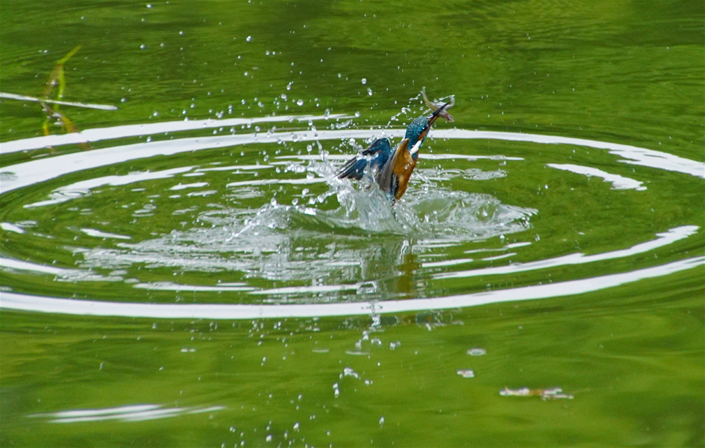 カワセミくん（大阪／吹田市）