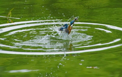 カワセミくん（大阪／吹田市）