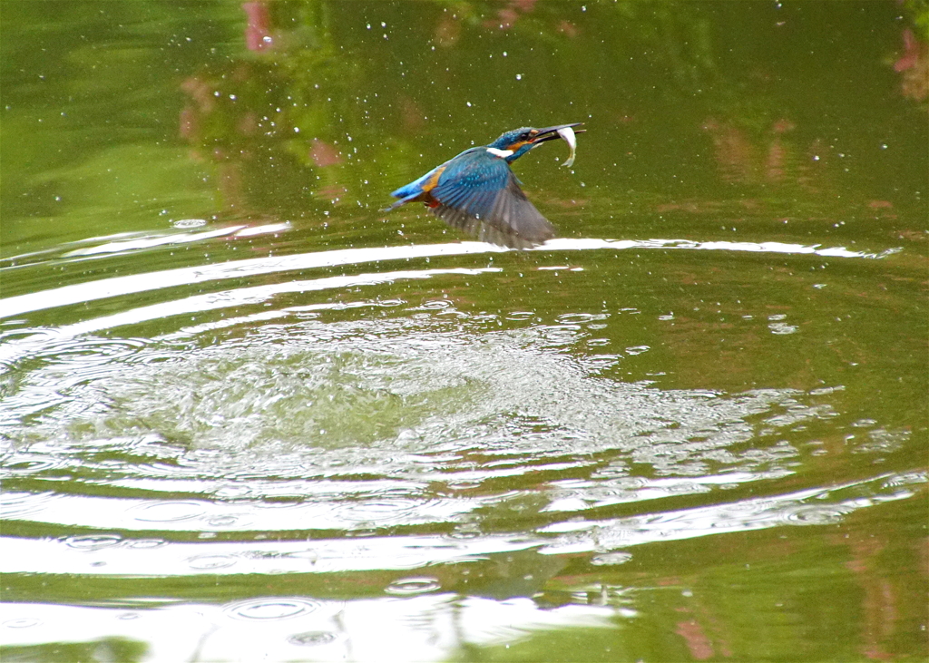 お魚ゲットなう　カワセミくん（大阪／千里）