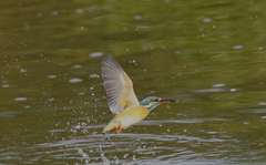 お魚ゲットなカワセミちゃん