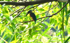 カワセミくん（大阪／南千里）