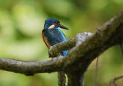 枝にカワセミくん♂  大阪◇豊中千里