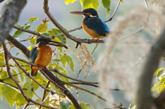 お魚をプレゼントしたいんですが、、、