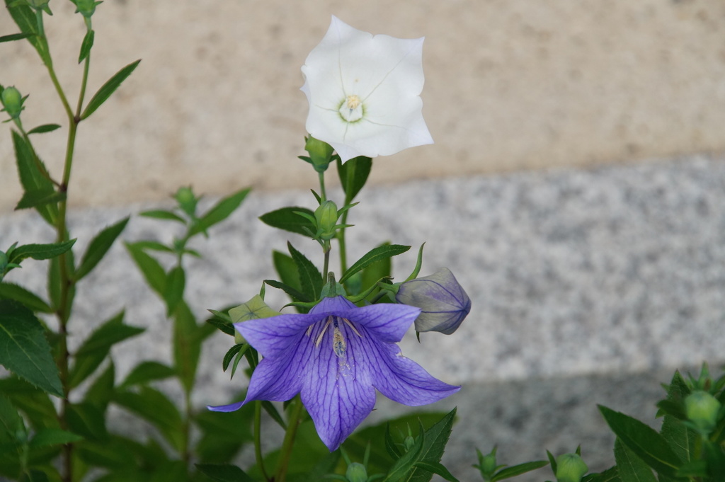 キキョウ　京都　晴明神社