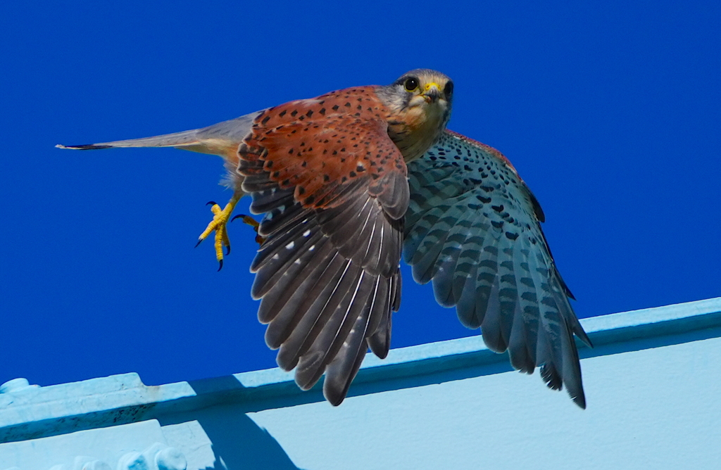 飛び出しなうなチョウゲンボウくん　大阪／淀川