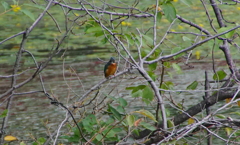 カワセミくん（大阪／天王寺）