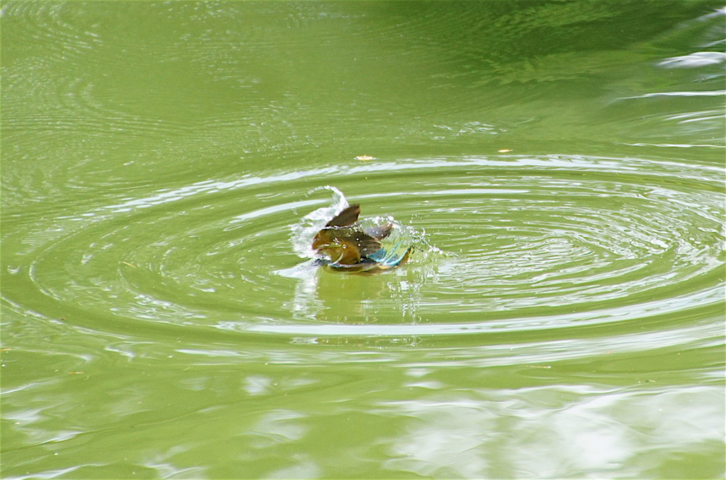 カワセミちゃん