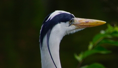 アオサギ