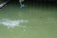 カワセミくん　大阪／千里