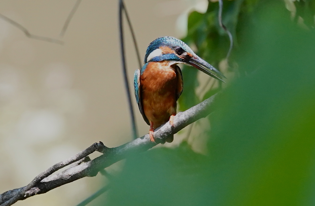 枝にカワセミくん♂   大阪◇豊中千里