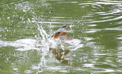 お魚ゲットなう