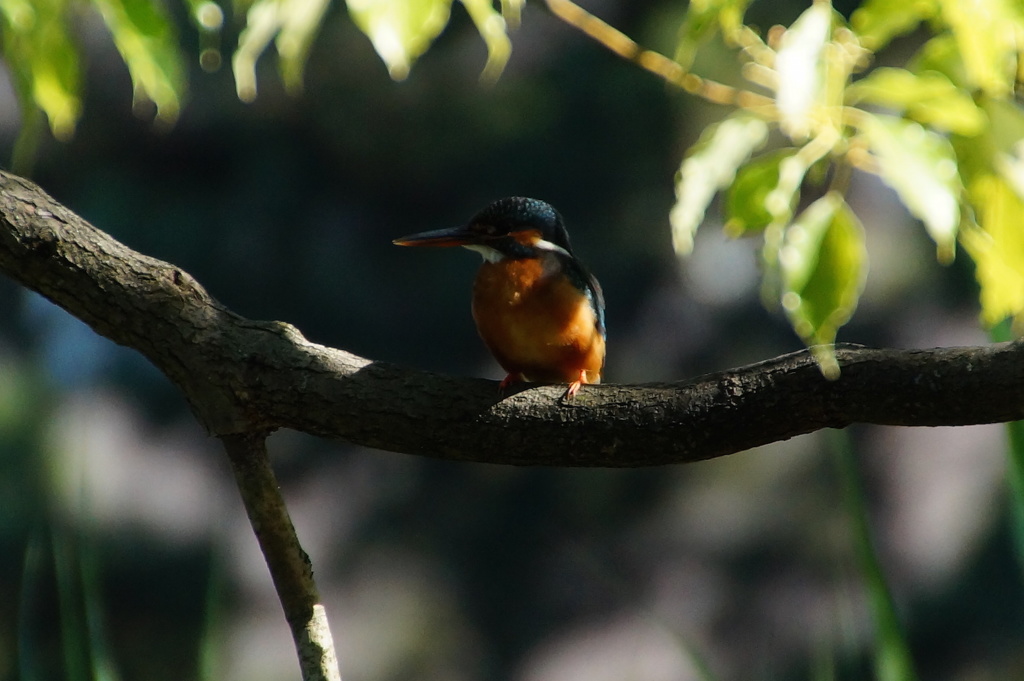 カワセミちゃん