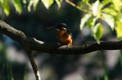 カワセミちゃん