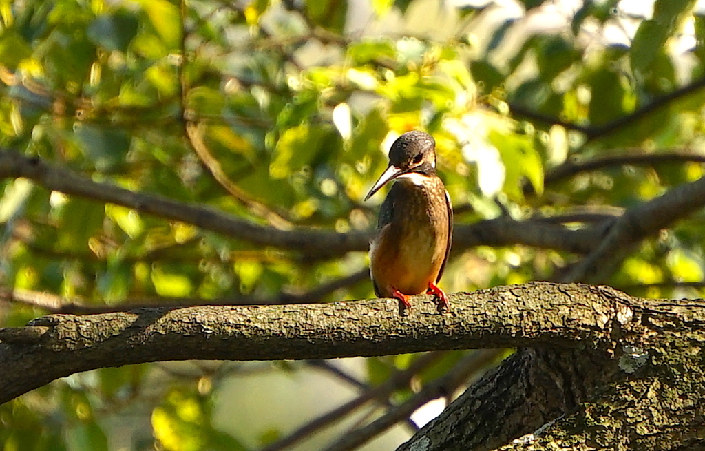 カワセミくん（大阪／南千里）