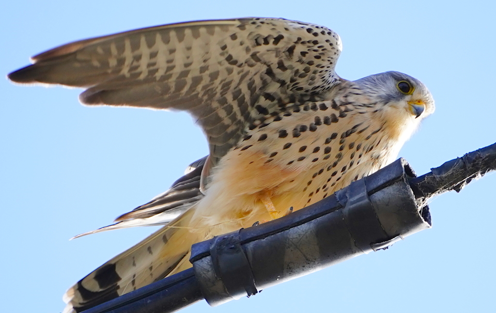 電線にチョウゲンボウくん　大阪／恩智川