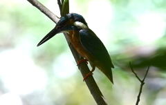 カワセミくん　大阪◇豊中千里