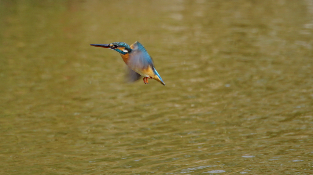 ホバリングなカワセミちゃん（♀）大阪／城北