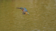 ホバリングなカワセミちゃん（♀）大阪／城北