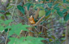 カワセミくん（大阪／堺市）