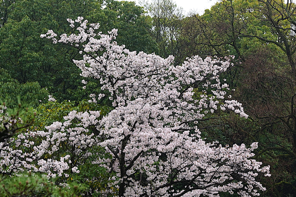 桜（服部緑地／大阪）