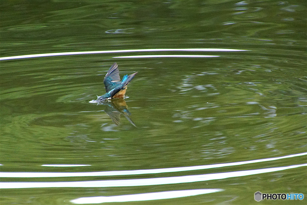 突入カワセミくん