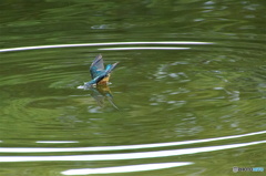 突入カワセミくん