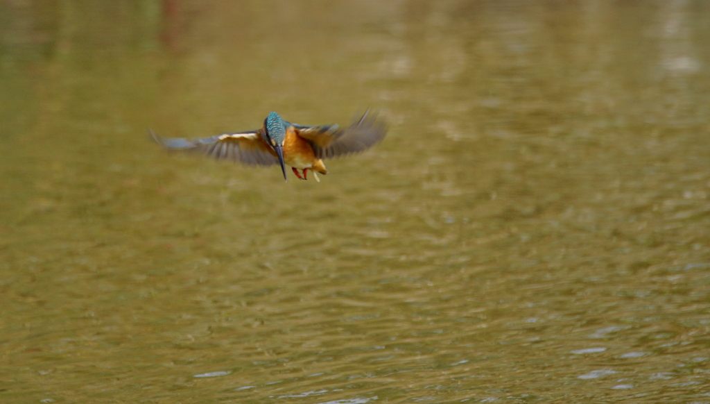 狙いをさだめるカワセミちゃん（♀）大阪／城北