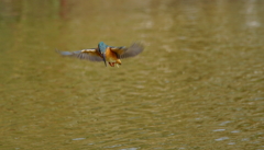 狙いをさだめるカワセミちゃん（♀）大阪／城北