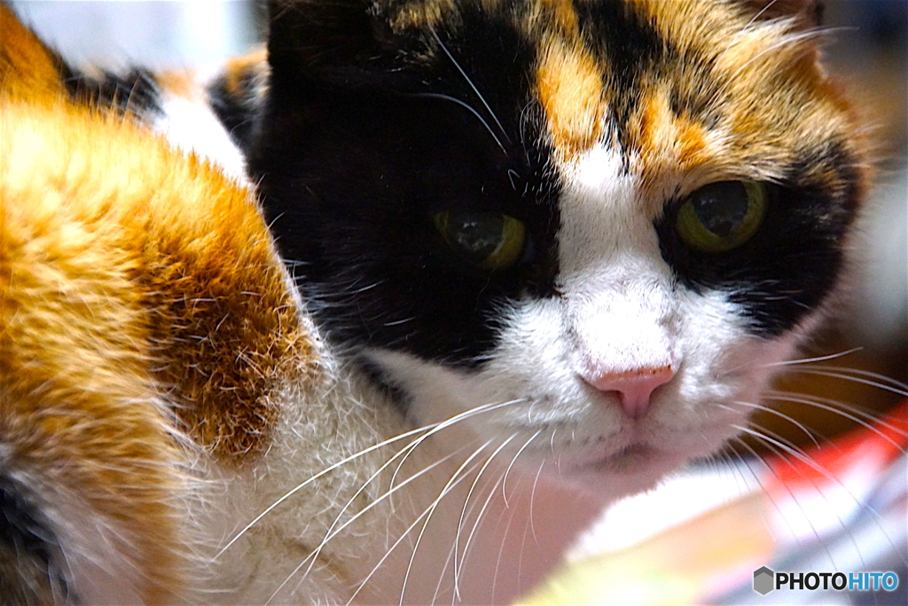 三毛猫さま