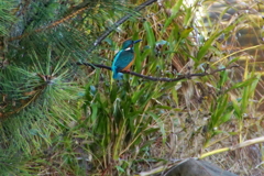 カワセミくん（大阪）