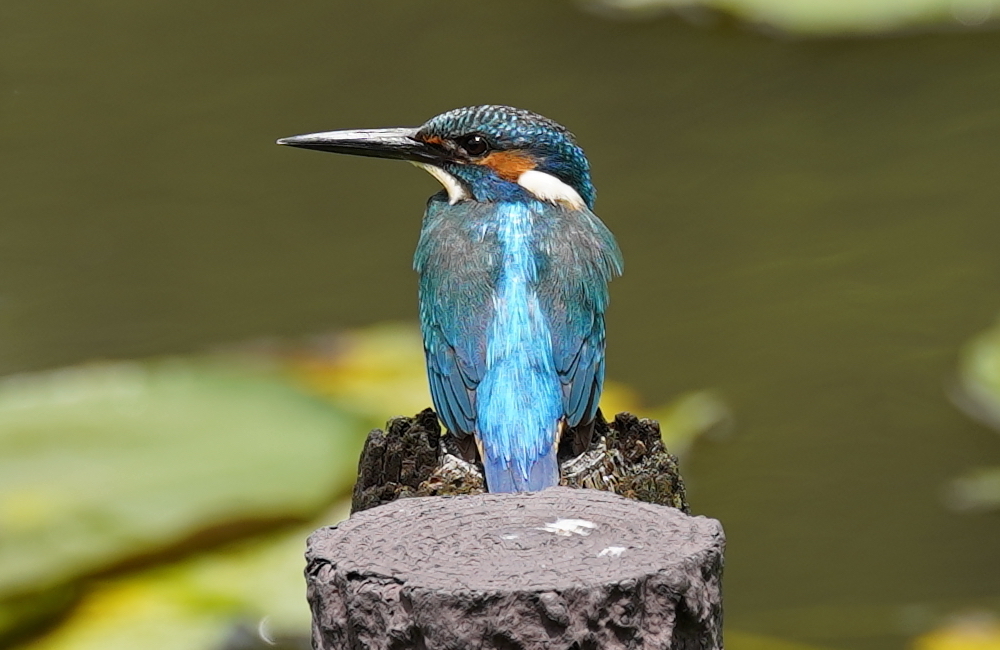 カワセミくん♂   大阪／豊中千里