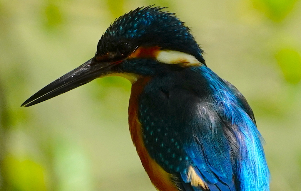 枝にカワセミくん　　大阪／豊中千里
