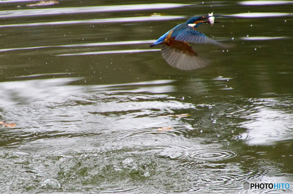 カワセミくんおさかなゲット