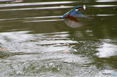カワセミくんおさかなゲット