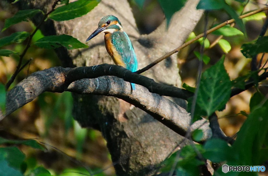 カワセミくん〜大阪茶臼山（大坂夏の陣で真田幸村の本陣となった場所）