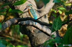 カワセミくん〜大阪茶臼山（大坂夏の陣で真田幸村の本陣となった場所）