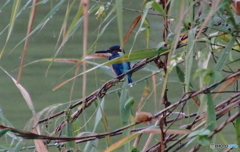 雨のカワセミくん