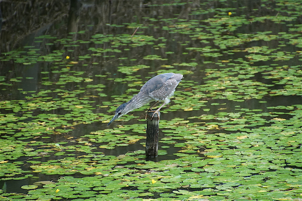 茶臼山（大阪）