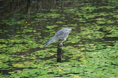 茶臼山（大阪）