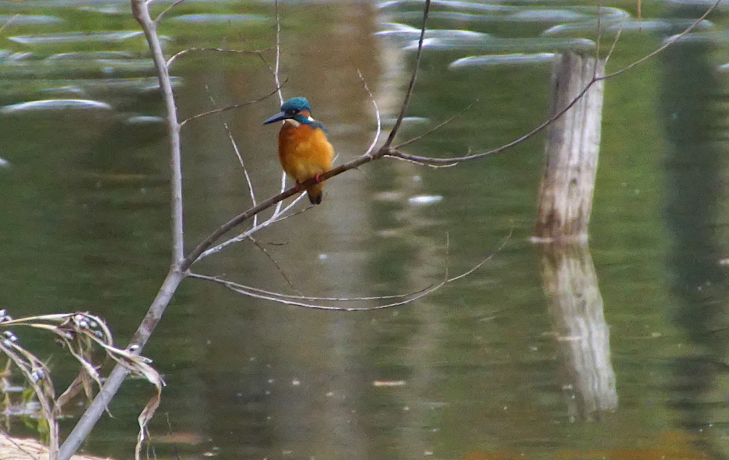 カワセミくん（大阪／城北）