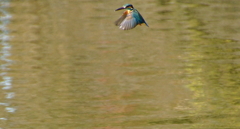 ホバリングなカワセミくん