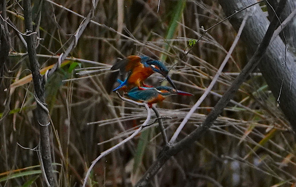 がんばるんです　　　大阪／豊中千里