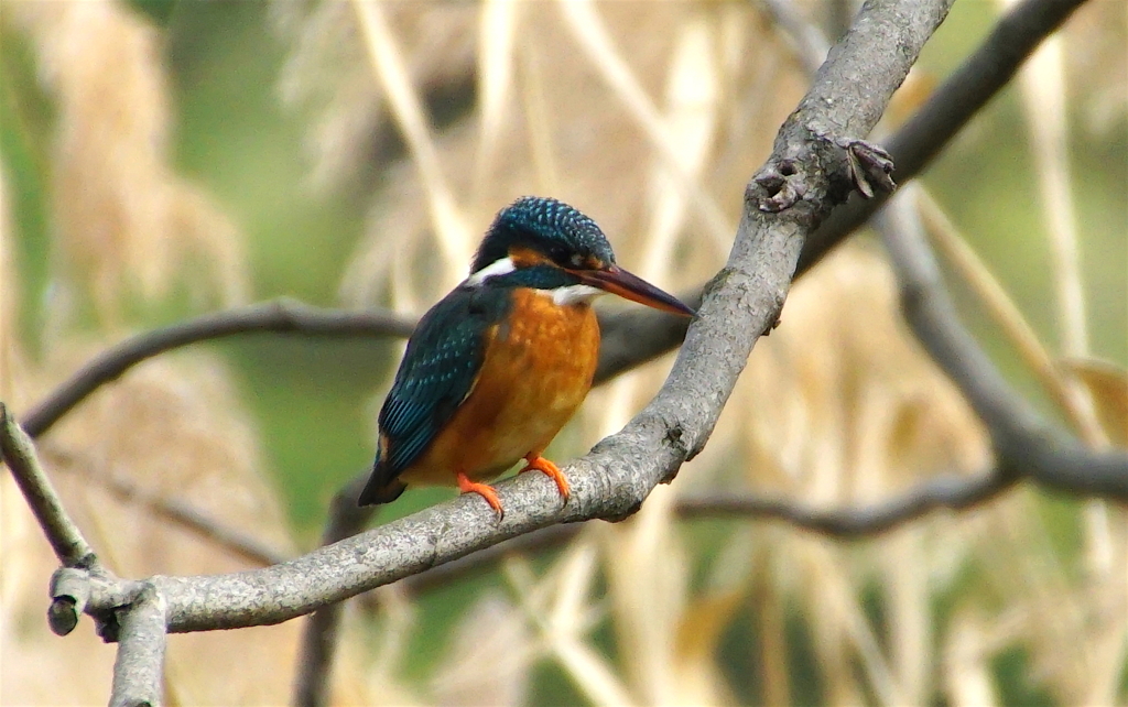 カワセミちゃん（♀）　大阪／千里