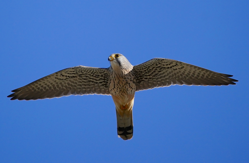 羽ばたくチョウゲンボウちゃん　　　大阪／恩智川