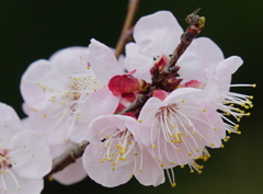 梅　　大阪／千里南公園