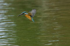 ホバリングなう