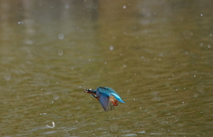 カワセミちゃん（♀）大阪／城北