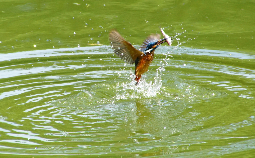 お魚キャッチ　カワセミくん