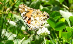 蝶（大阪／千里南公園）