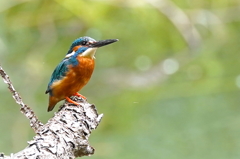 カワセミくん♂ 大阪／千里
